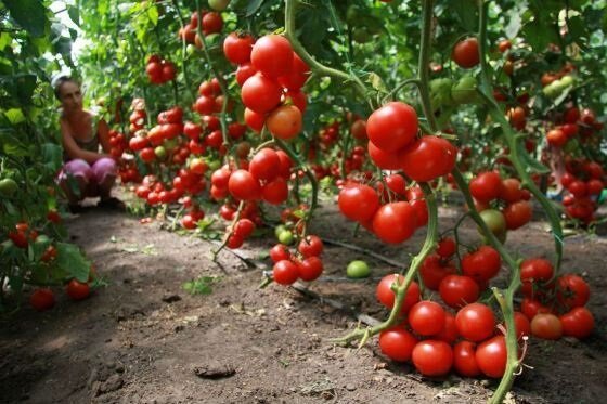 איך לגדל עגבניות (עגבניות)