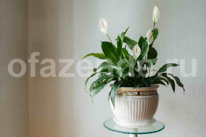 צמח בית יפה Spathiphyllum (אושרן של נשים)