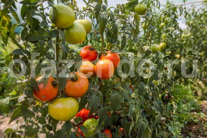 עגבניות קציר. איור עבור כתבה משמש רישיון סטנדרטי © ofazende.ru