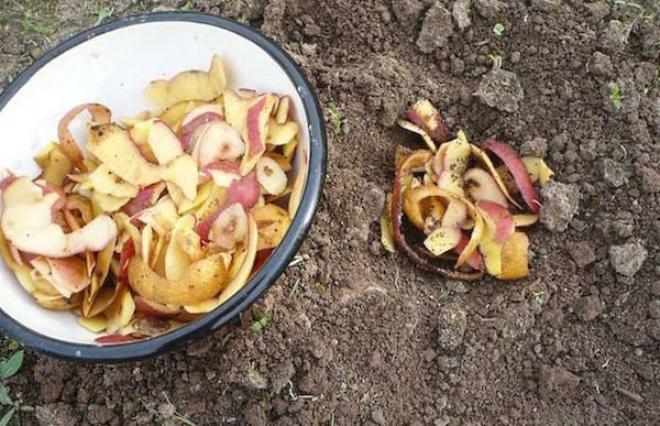 השימוש קליפות תפוחי אדמה בגן. בזבוז כי התועלת