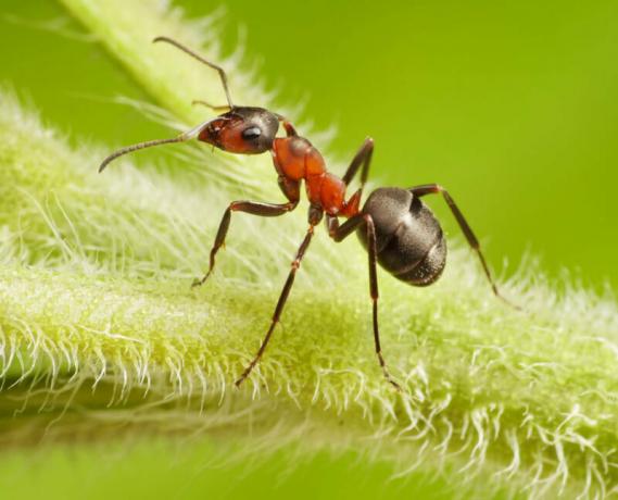 לגבי הנמלים גן - מדובר בבעיה אמיתית. איור עבור כתבה משמש רישיון סטנדרטי © ofazende.ru