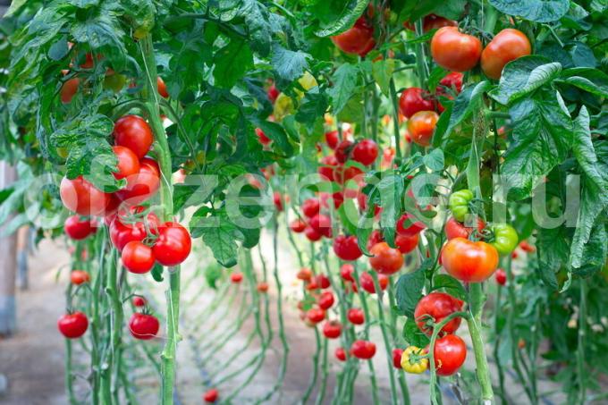 עגבניות בחממה. איור עבור כתבה משמש רישיון סטנדרטי © ofazende.ru
