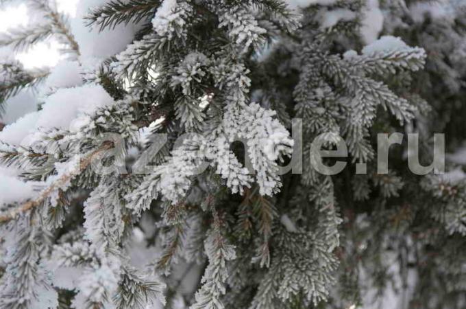 הכנת עצים מחטניים לחורף. איור עבור כתבה משמש רישיון סטנדרטי © ofazende.ru