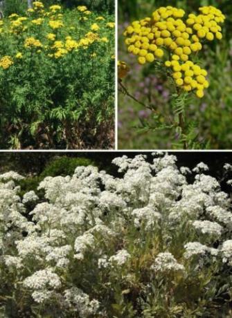 tansy tsinerarielistnaya