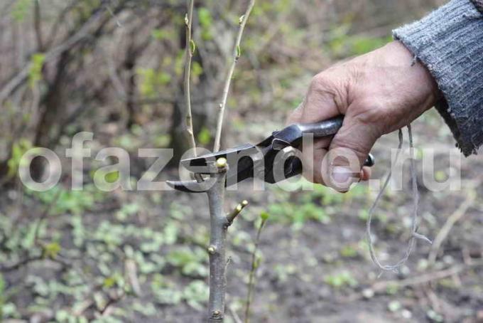 השתלת עצי תפוח. איור עבור כתבה משמש רישיון סטנדרטי © ofazende.ru