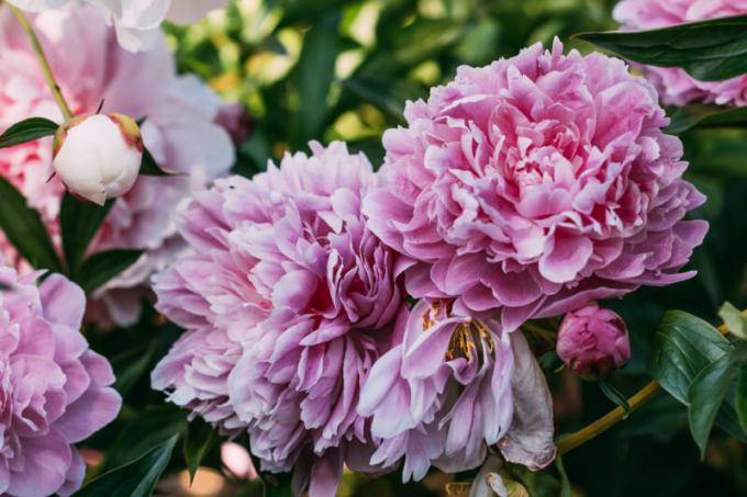 Peonies באוקטובר - נובמבר: הסודות של נטיעה, טיפול התפשטות