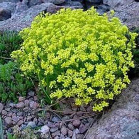 חורף-הארדי צמח עם פרחים צהובים כהים