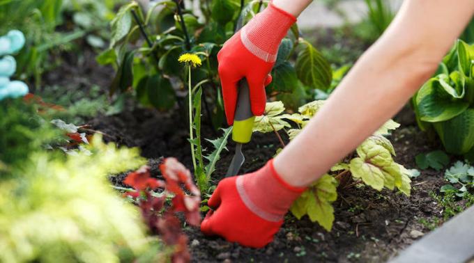 איך להיפטר מעכלת בגן