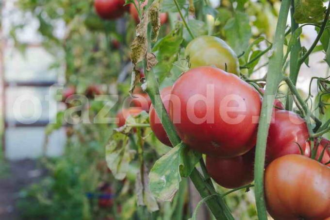 גידול עגבניות. איור עבור כתבה משמש רישיון סטנדרטי © ofazende.ru