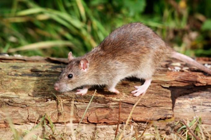 עכברים לספק הרבה צרות כדי הופעתו למגורי אדם. איור עבור כתבה משמש רישיון סטנדרטי © ofazende.com