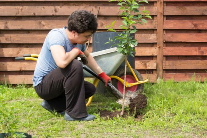 10 סיבות מדוע הצמחים לא לוקחים שורש בחצר שלך
