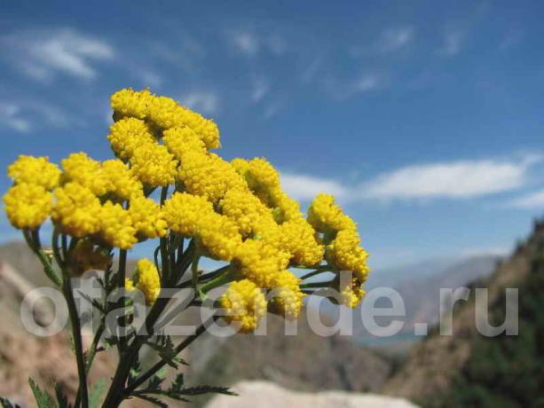 Tansy. איור עבור כתבה משמש רישיון סטנדרטי © ofazende.ru