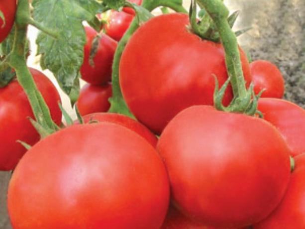 רוב הזנים הראשונים של עגבניות: סוגים ותיאורים