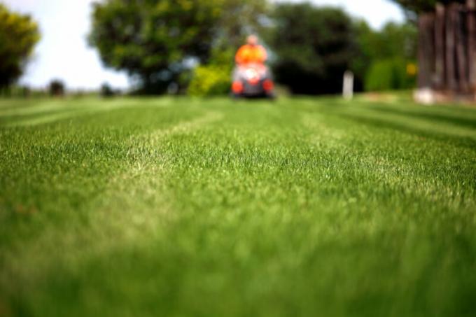 אם הדשא לחתוך באופן קבוע, זה יהיה יותר עמיד לקיצוניות לחץ והטמפרטורה מכאנית. איור עבור כתבה משמש רישיון סטנדרטי © ofazende.com