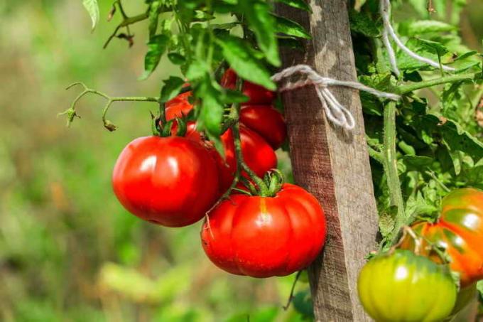 החוק היבש "עבור עגבניות (שיטת Kazarina)