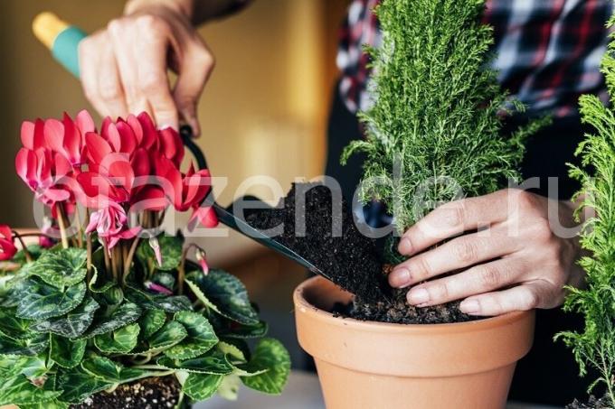 טיפול בצמחים. איור עבור כתבה משמש רישיון סטנדרטי © ofazende.ru