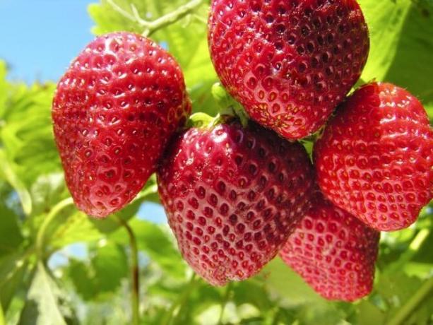 כיצד לטפל תותים כי היה יבול טוב