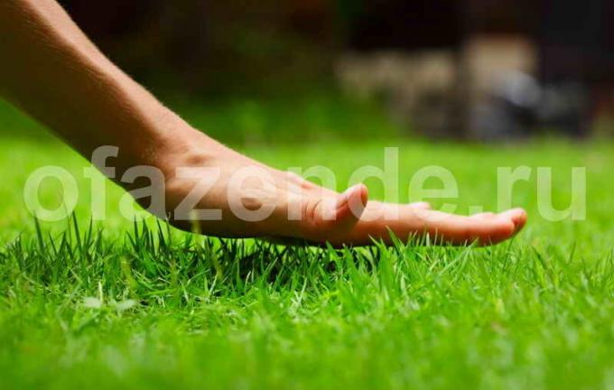 דשא עם הוצאה מינימאלית של אנרגיה. איור עבור כתבה משמש רישיון סטנדרטי © ofazende.ru