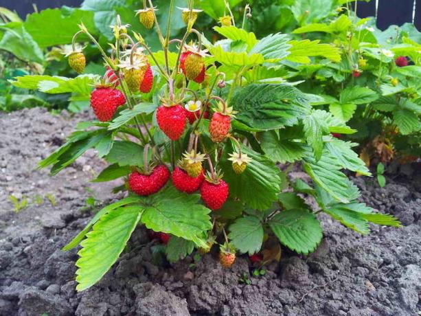 כיצד תותי צמח - שיטת שתילה 4