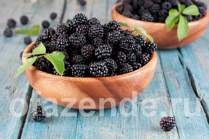Blackberry עבור הגינה שלך: סוגים, תיאור וטיפוח