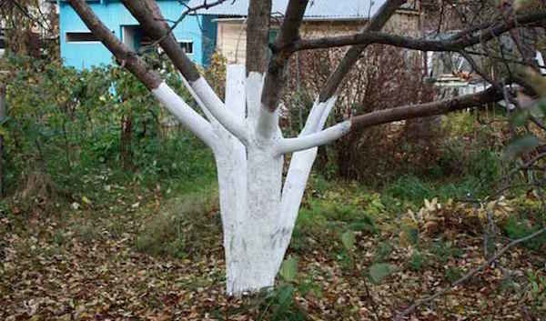 שגרה זה עוזר עצי פרי קל יותר לשרוד את החורף