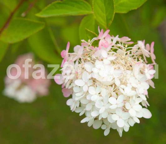 paniculata הידראנגאה. איור עבור כתבה משמש רישיון סטנדרטי © ofazende.ru