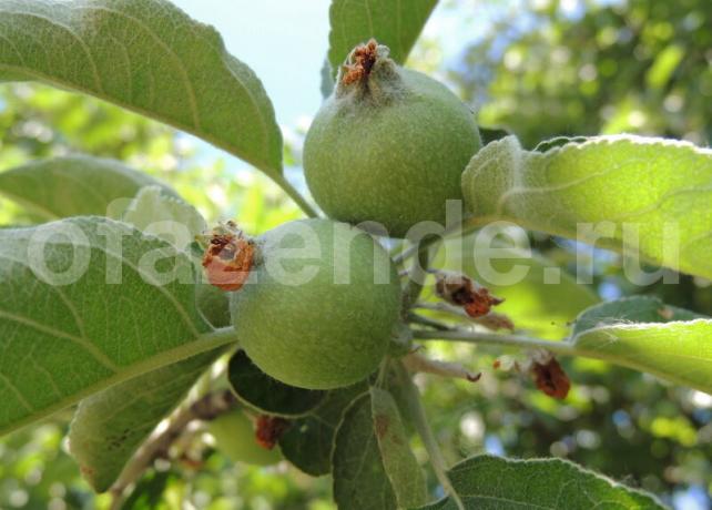 תפוחים שחלו על ענף. איור עבור כתבה משמש רישיון סטנדרטי © ofazende.ru