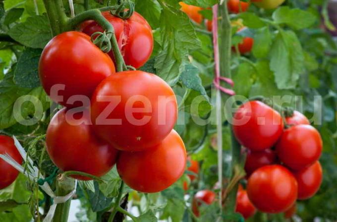 עגבניות בשלות. איור עבור כתבה משמש רישיון סטנדרטי © ofazende.ru